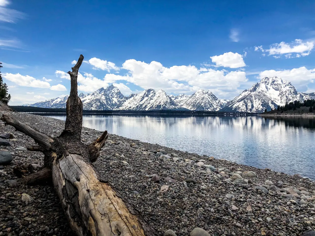 Snow-capped Teton Range reflected in Jackson Lake, Wyoming, with a weathered driftwood log on the rocky shore