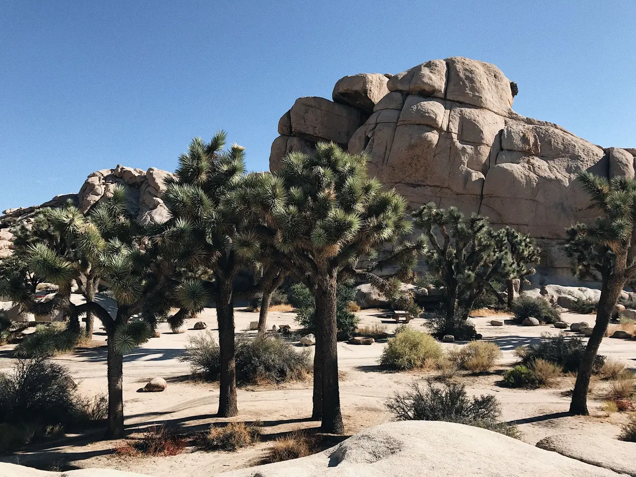 Joshua trees in front of a tall granite boulder pile under a clear blue sky in Joshua Tree National Park