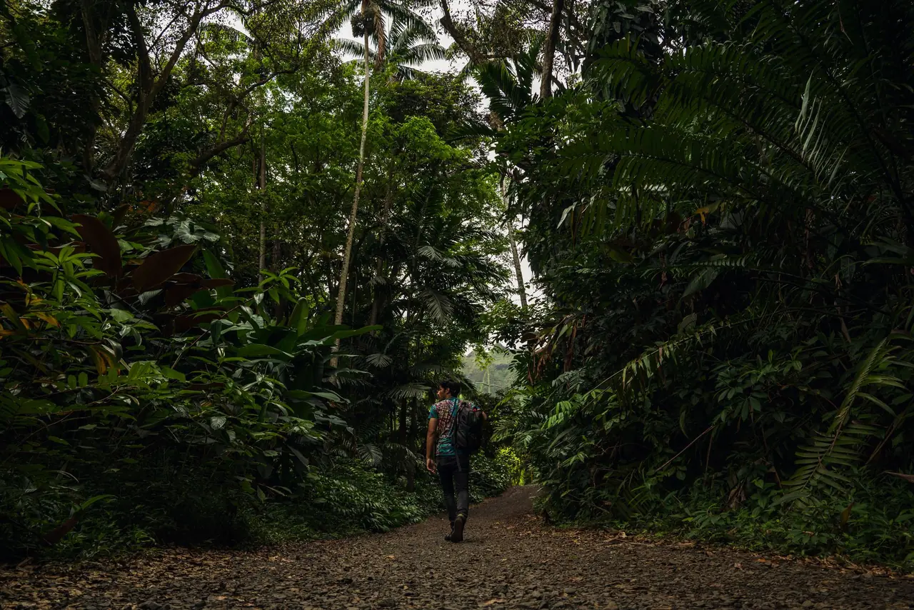 Lone hiker with a backpack walking away down a trail through dense, dark green forest