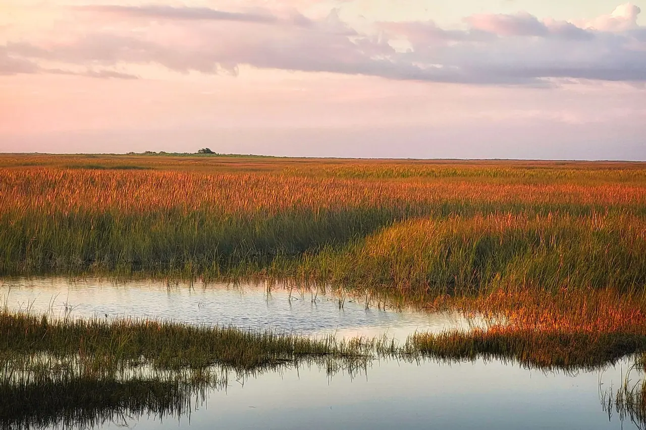 Golden marsh grasses and still water stretching to a flat horizon under a pastel sunset sky in the Florida Everglades