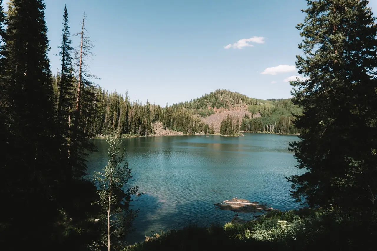 A calm subalpine lake framed by spruce and fir trees with a forested hill beyond under a blue sky