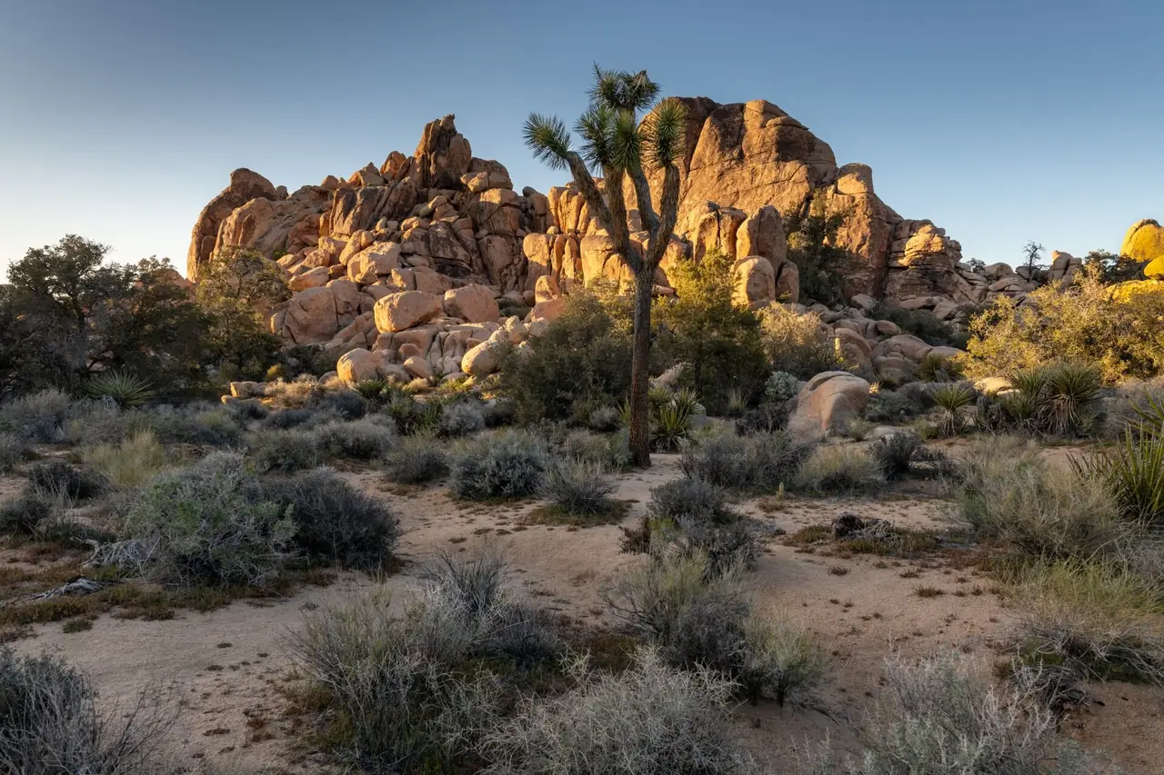 A Joshua tree in front of golden granite boulder piles at sunset in the Hidden Valley area of Joshua Tree National Park