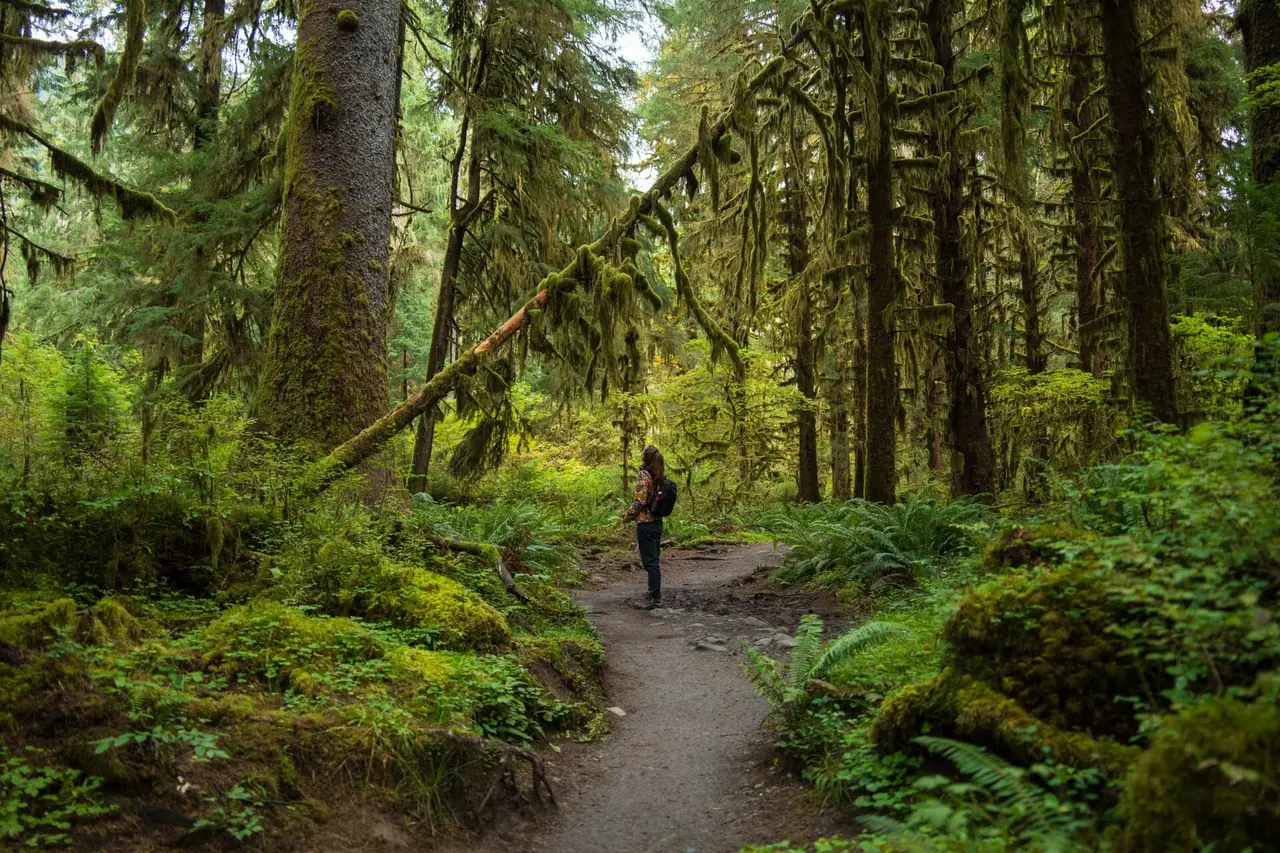 A hiker on a trail through moss-draped trees and ferns in the Hoh Rainforest, Olympic National Park