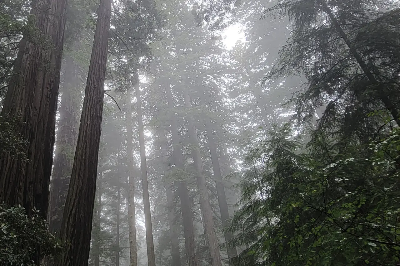 Towering coast redwood trunks disappearing into morning fog in an old-growth forest