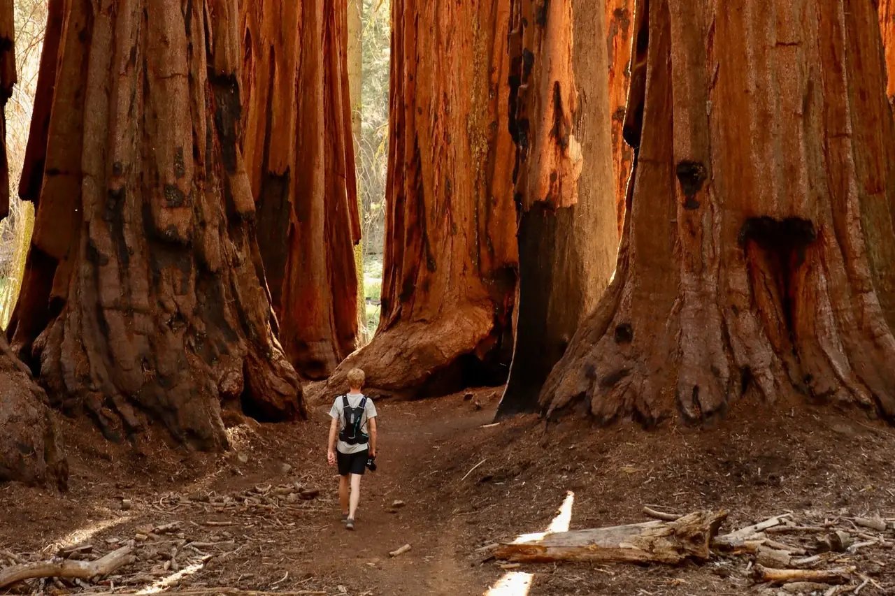 A hiker walking a dirt trail between the massive cinnamon-red trunks of giant sequoias in Sequoia National Park