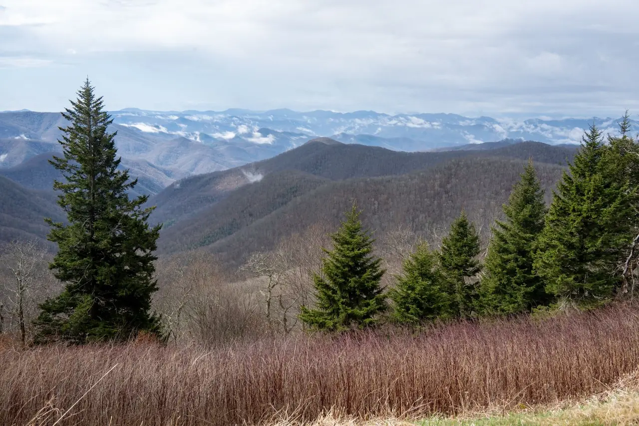 Rolling Blue Ridge Mountains fading into the distance beyond evergreen trees and a grassy overlook in early spring