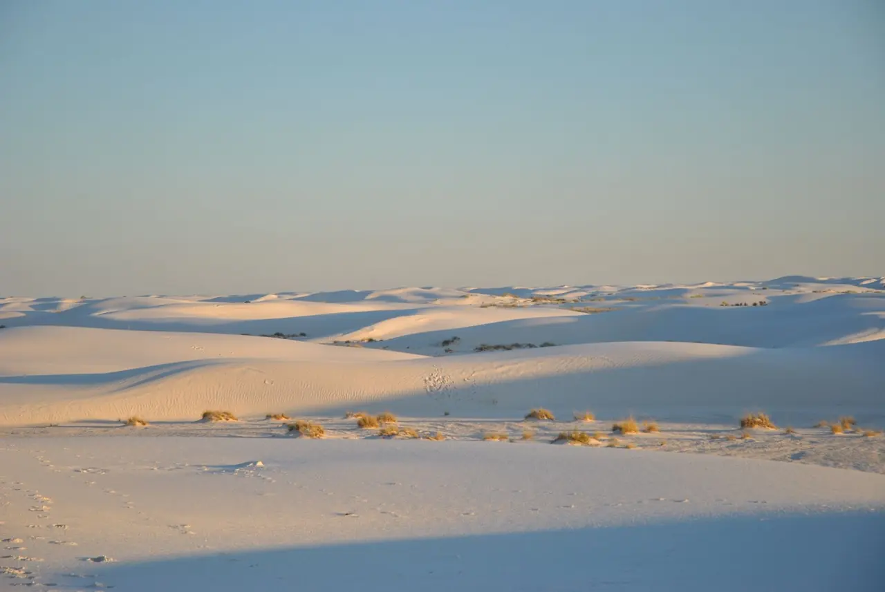 Rolling white gypsum dunes with scattered plants in soft evening light at White Sands National Park