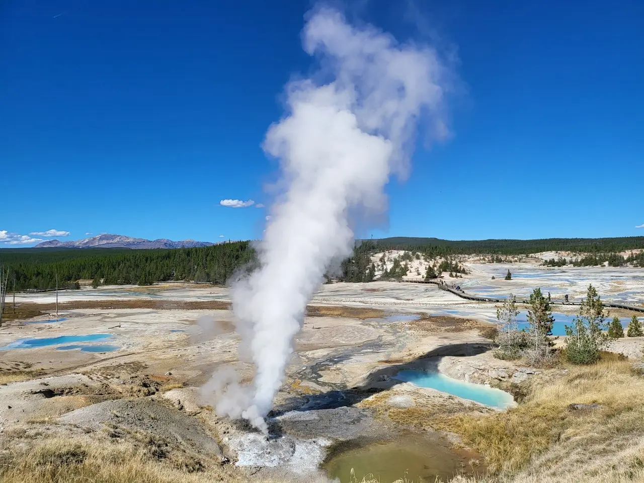 A geyser venting a tall column of steam beside turquoise thermal pools at Norris Geyser Basin, Yellowstone National Park